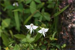 Habenaria rariflora
